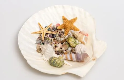 Shell tropical beach setup. Summer marine shell background. Minimal isolated  库存照片