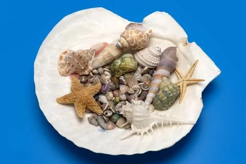 Shell tropical beach setup. Summer marine shell background. Minimal isolate.. Stock Photos