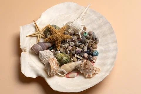 Shell tropical summer setup. Beach marine shell background. Minimal isolated  Stock Photos