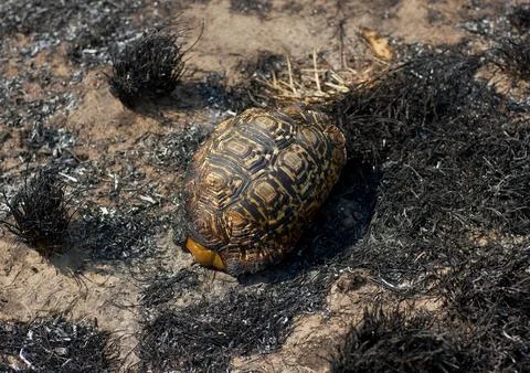 Shell of turtle killed by a bush fire, Otjozondjupa, Tsumkwe, Namibia Fotos de archivo