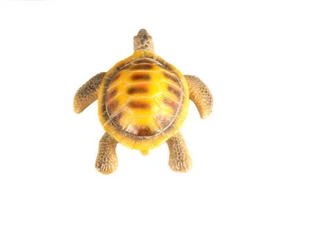Shell turtle Stock Photos