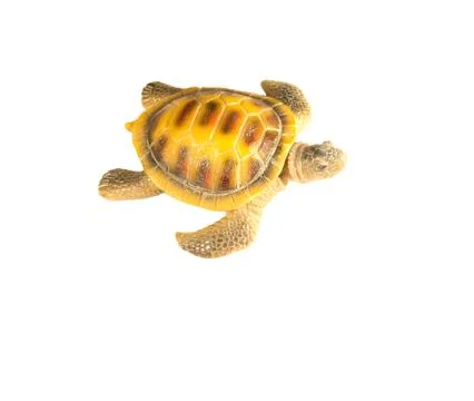 Shell turtle Stock Photos