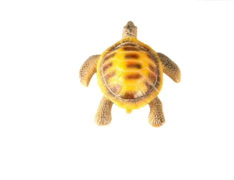 Shell turtle Stock Photos