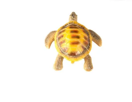 Shell turtle Stock Photos