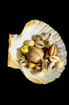 A shell with a variety of shells and other objects inside it Stock Photos