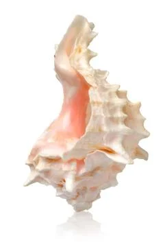 Shell in a vertical position Stock Photos