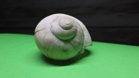 Shell of a vine Snail 스톡 동영상 345263229