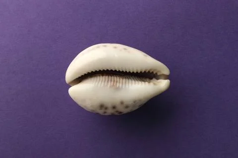 Shell on voilet base. Stock Photos