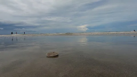 Shell Washed Ashore by the Waves Stock Footage 301733577