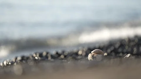 A shell washed up on the beach with the roar of the waves Stock Footage 255998325