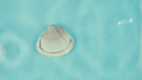 Shell in water on a blue background. Stock Footage 220302617