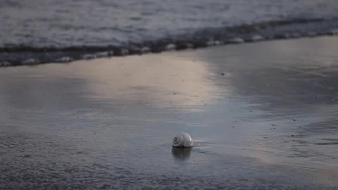 Shell in water rolled around by waves of Indian ocean at mandarmani Stock Footage 283748033