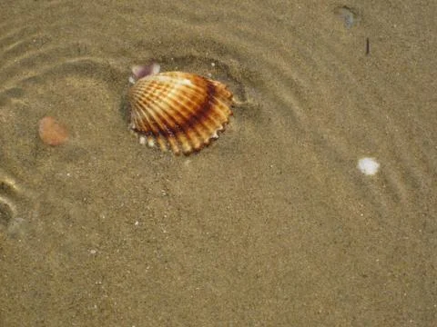Shell in water on the sand Stock Photos