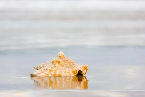 Shell on wet beach Фото