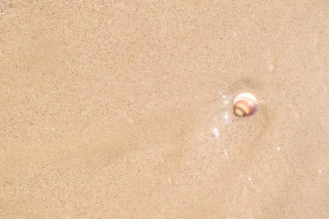Shell on the wet sand of the beach. Stock Photos