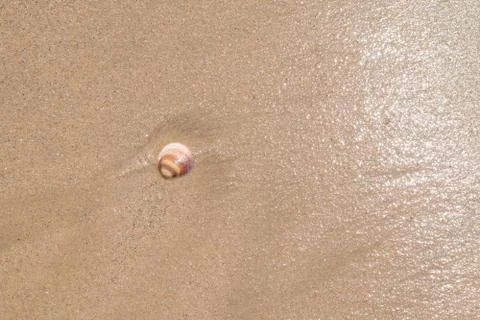 Shell on the wet sand of the beach. Stock Photos