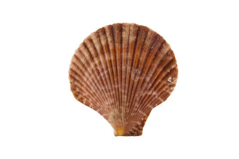 Shell on white background, clipping part 写真素材