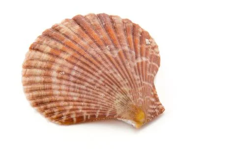 Shell on white background, clipping part Stockfoto's