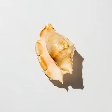 Shell on white background isolate Stock Photos