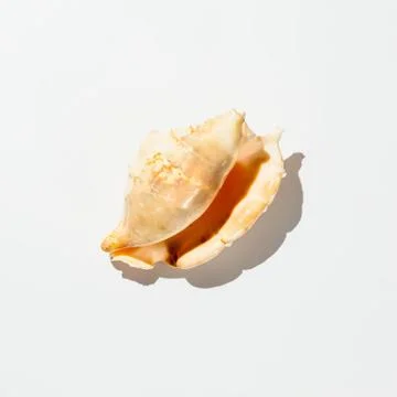 Shell on white background isolate Stock Photos