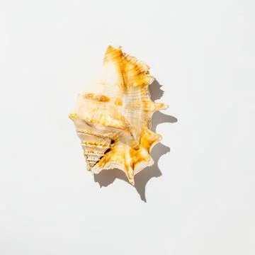 Shell on white background isolate Stock Photos