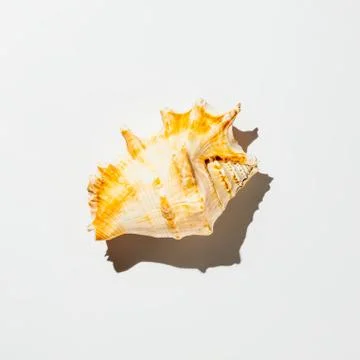 Shell on white background isolate Stock Photos