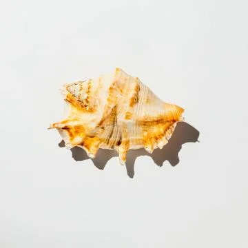 Shell on white background isolate Stock Photos
