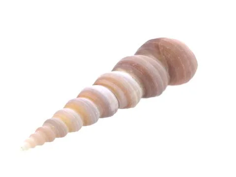 Shell in white background Foto stock