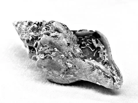 Shell on white 스톡 사진