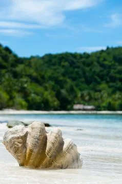 Shell on The white sand beach in front of blue ocean and green island,  Raja 写真素材