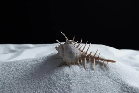 Shell on white sand on black background Stock Photos
