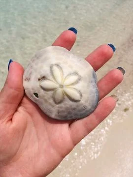 A shell in a woman's hand. Summer beach background, vacation vibe. Stock-Fotos