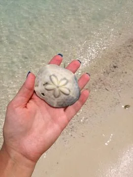 A shell in a woman's hand. Summer beach background, vacation vibe. Stock-Fotos