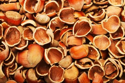 Shell of wood nuts Stock Photos