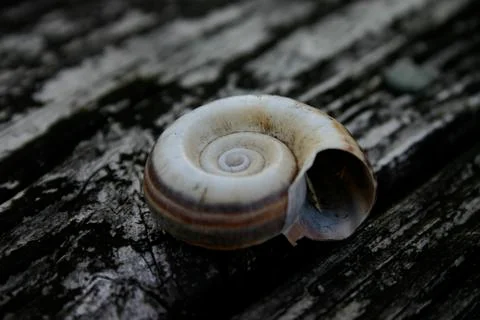 Shell on wood Foto stock