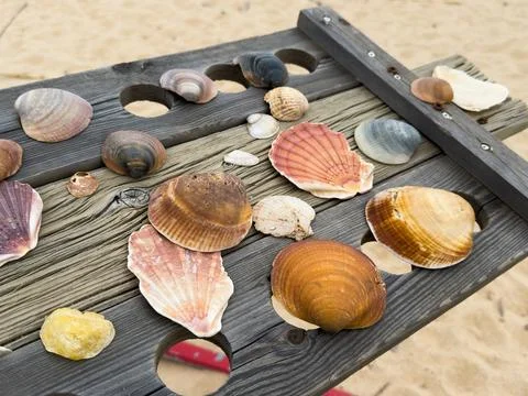 Shell on wood for texture Fotos de archivo