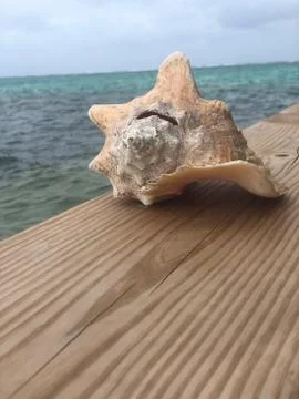 Shell Yes Foto stock