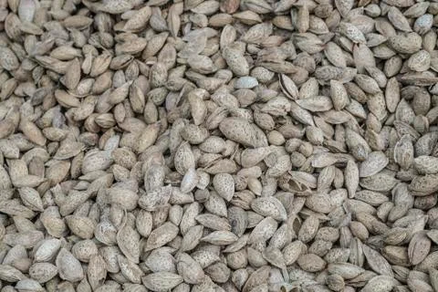 Shelled almonds as a background Stock Photos