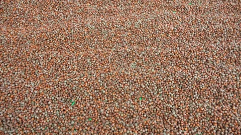 Shelled brown hazelnuts stacked closely for drying - Natural Nut and Nut Drying Stock Footage 339371449