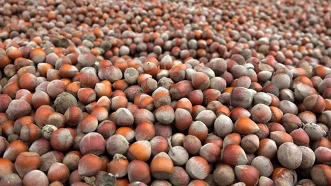 Shelled brown hazelnuts stacked closely for drying - Food Crop and Storage Area Stock Footage 339371503