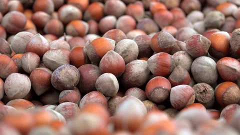 Shelled brown hazelnuts stacked closely for drying - Food Crop and Crop Harvest Stock Footage 339371526