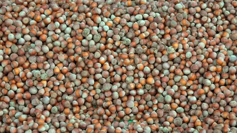 Shelled brown hazelnuts stacked closely for drying - Food Crop and Farm Harvest Stock Footage 339371606
