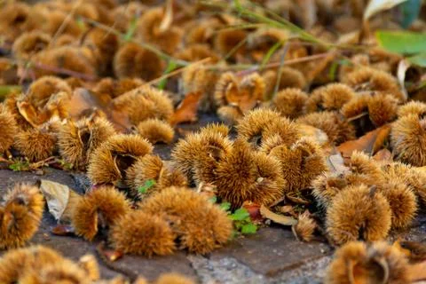 Shelled chestnuts close-up. Shells are brown in color and prickly. Stock Photos