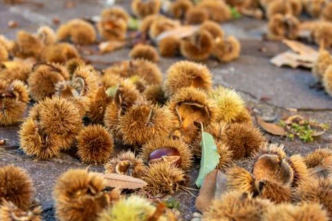 Shelled chestnuts close-up. Shells are brown in color and prickly. Stock Photos