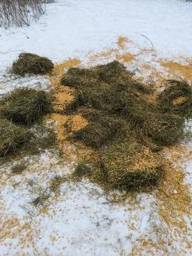 Shelled Corn Feed Scattered Over Alfalfa Hay Bales on Snowy Field for Wildlif Stock Photos