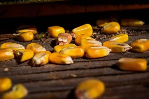 Shelled Corn Stock Photos
