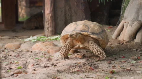 Shelled creature steadily advances over sunlit ground with determination. Land Stock Footage 330420137