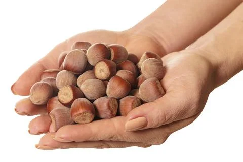 Shelled hazelnuts in hands Stock Photos