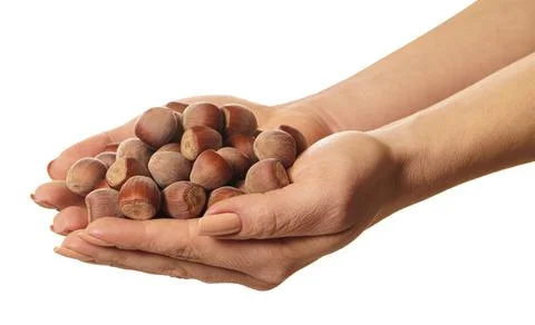 Shelled hazelnuts in hands Stock Photos