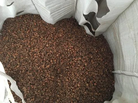 Shelled hazelnuts Stock Photos